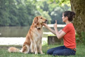 Frau trainiert ihren Hund in einem Park und gibt ihm Kommandos