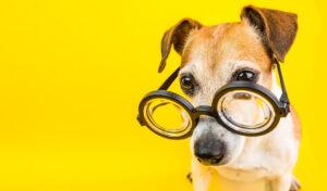 Mehr über den Artikel erfahren Tiertraining – wir beleuchten das Hundetraining