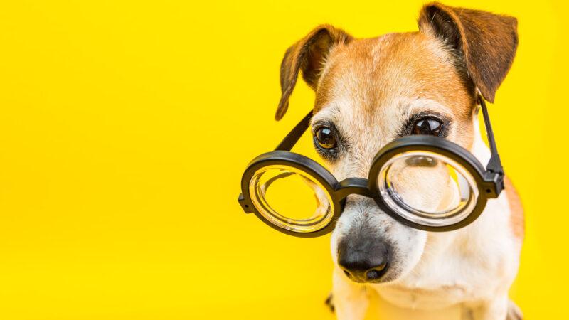 Schlauer Hund mit Brille auf gelbem Hintergrund