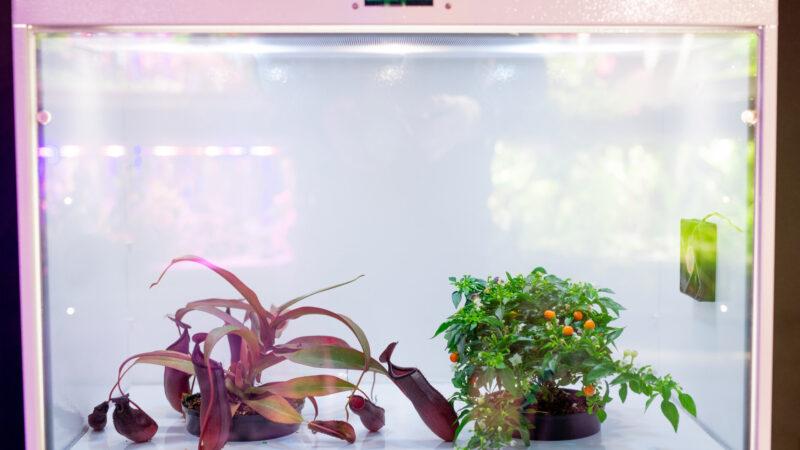 Jungpflanzen in isolierter LED-Growbox zum Schutz vor Schädlingen